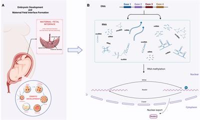 The landscape of implantation and placentation: deciphering the function of dynamic RNA methylation at the maternal-fetal interface